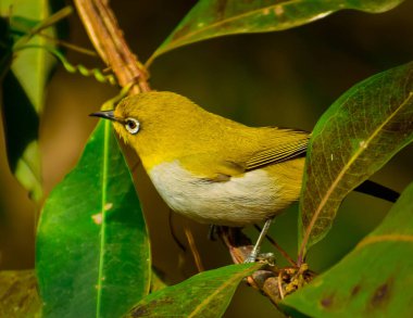 Yerli beyaz gözlü kuşun (Zosterops palpebrosus) yemyeşil bir ağaç dalında oturup doğanın güzelliğini gösteren yakın plan çekimi..