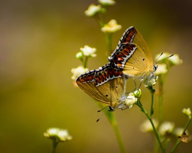     Heliophorus sena kelebeklerinin büyüleyici bir görüntüsü çiftleşmekle meşgul, çiçek açan bir çiçeğin canlı arkaplanına kurulmuş..