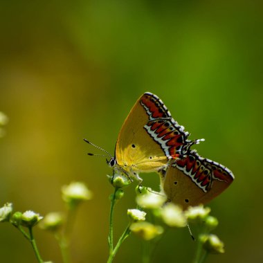     Heliophorus sena kelebeklerinin büyüleyici bir görüntüsü çiftleşmekle meşgul, çiçek açan bir çiçeğin canlı arkaplanına kurulmuş..
