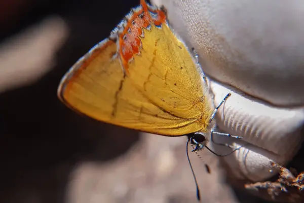 Canlı, Himachal gök mavisi safiri (Heliophorus moorei coruscans) kelebek, ayakkabılarındaki besinleri zarifçe emerek büyüler..