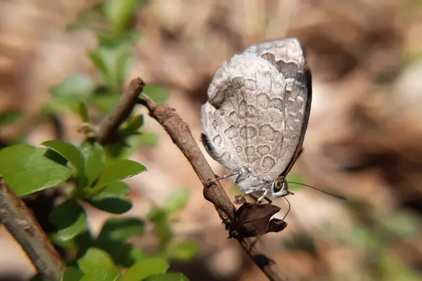 Yeni ortaya çıkmış Lycaenidae kelebeğinin yakın plan makrosu doğal habitatlarında bir dal üzerinde dinleniyor, kuyruksuz çalı mavisi (Arhopala ganesa) kelebeği.