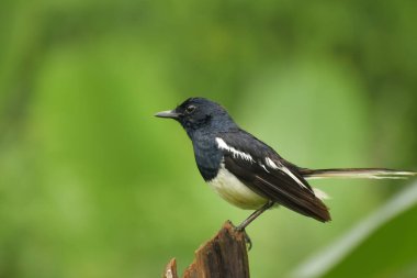 Doğulu bir saksağan Robin erkeğinin (copsyus saularis) dingin güzelliğini yakalayan yakın çekim güçlü bir ağaç dalına nazikçe tünemiştir..