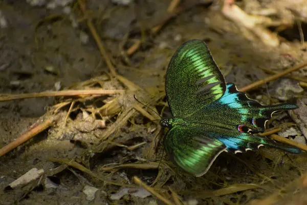 Yünlü tavus kuşu (papilio poliktör) kelebek pudingi doğal ortamlarında yerde yüzerek çarpıcı bir görsel karşıtlık yaratır..