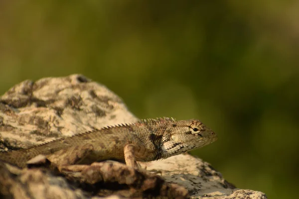 Bahçe kertenkelesinin (Calotes versicolor) kayayla bütünleştiği ve gerçek bir kılık değiştirme ustası olduğu gibi kamuflajın esansını yakalayın..