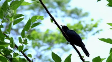  Asyalı koel (Eudinnamys scolopaceus) erkek ağaç dalında oturur ve İlkbaharda çiftleşmek için dişi guguk kuşunu cezbetmek için şarkı söyler..