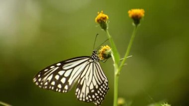Parantika aglea 'nın narin kanatları, zarif cam kaplan kelebeği, siyah Jack bitkisinin (Biden pilosa) canlı sarı yaprakları üzerinde süzülürken zarifçe kanat çırpar..