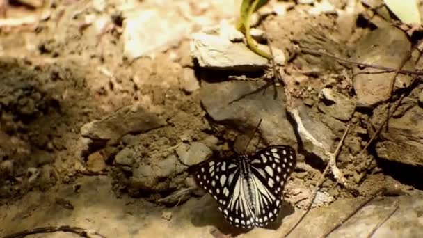Kelebek Birikintisi Doğal Ortamlarında Bir Yerde Doğal Ortamlarında Orman Zemininde — Stok video