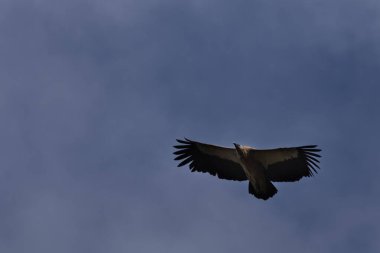 Akbaba, bahar sabahı gökyüzünde yükseliyor. Gyps himalayensis akbabası bahar mevsiminde sabah saatlerinde gökyüzünde uçuyor, Mandi, Himachal Pradesh, Hindistan.