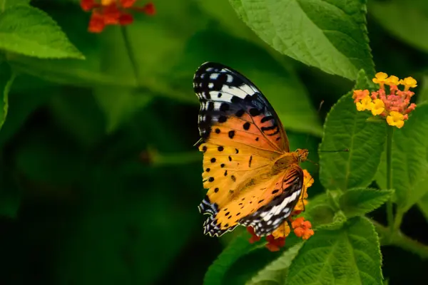 Renkli kanatlı Argynnis hyperbius kelebeği yaz mevsiminde Hindistan 'da Mandi, Himachal Pradesh, Mandi' de gündüz vakti lantana çiçeklerini döllüyor.