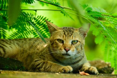 Huzurlu bir ortamda kedi gözü teması kuran bu yakın plan fotoğraf yeşil bir alanda huzur içinde dinlenirken çarpıcı bir erkek kedinin objektife doğrudan bakışını yakalıyor.. 