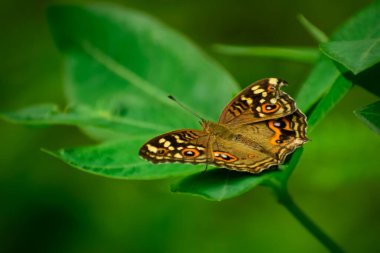 Bu ılık tonlu görüntü, limonlu nonoş kelebeğin (Junonia limonias) sakin bir açık hava ortamında dinlendiğini gösteriyor..