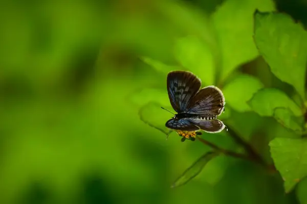 Himalaya Pierrot (Tarucus venosus) kelebeği, yaz mevsiminde ormanın derinliklerinde filizlenen pilosa çiçeklerini döller.