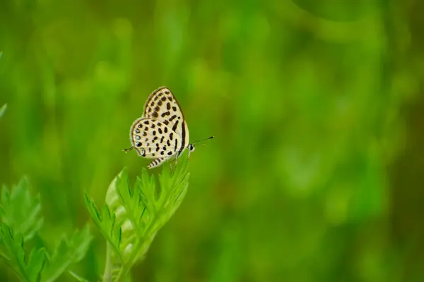 Lycaenidae (Tarucus venosus), yaz mevsiminde doğal ortamlarında yeşil bir yaprağın üzerinde oturan kelebek.