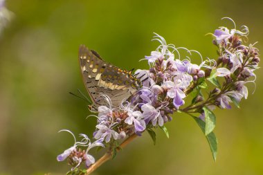 Bu fotoğraf, güneşli bir açık havada dinlenen çarpıcı siyah Raca Kelebeği Charax Solon 'un yakın çekimini gösteriyor..