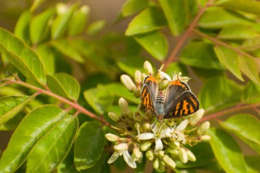  Sigaritis vulcanus olarak bilinen küçük bir turuncu kelebek, ya da yaygın gümüş çizgi, bu doğa odaklı fotoğrafta küçük bir kır çiçeğinin üzerinde dinlenirken görülüyor..