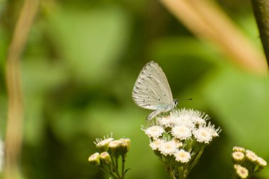 Küçük bir Lycaenidae kelebeğinin yazın ormanda güpegündüz kır çiçeklerinde tozlaşması. Tepe mavisi (Celastrina argiolus) kelebek.