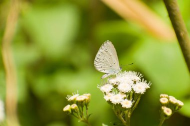Küçük Lycaenidae kelebeği yazın ormanda gün ışığında parlak beyaz çiçeklerin üzerinde tozlaşıyor. Tepe mavisi (Celastrina argiolus) kelebek.