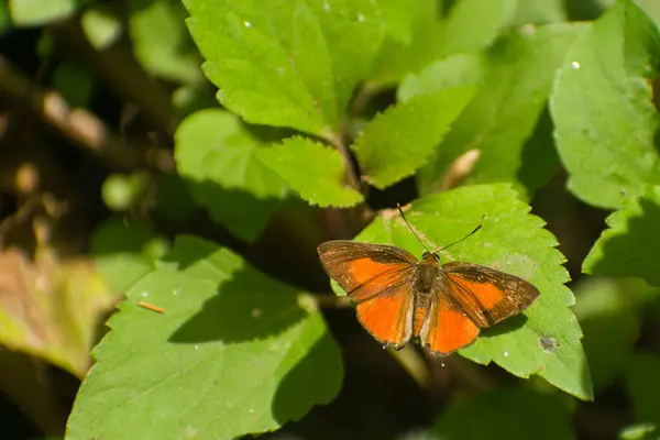 Parlak turuncu kanatlı lycaenidae kelebeği yeşil bir yaprağa tünemiş. Kornelian (Deudorix epijarbas) kelebeği
