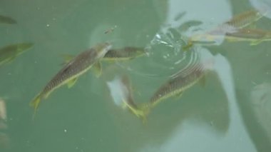 Soyu tükenmekte olan altın mahsemerin (Tor putitora) yüksek açılı görüntüsü bahar mevsiminde gün boyunca doğal gölette yüzen balıklar.