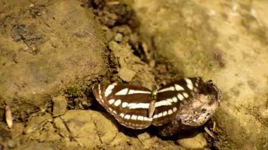 Hindistan 'ın Himachal Pradesh kentinde sonbahar mevsiminde bir tatlı su yengecinin doğal yaşam alanındaki boş hücresinden mineral ve besinleri çıkaran bir Rusty Sailor Kelebeği' ni (Neptis sappho) gösteren nadir bir gerçek zamanlı video..