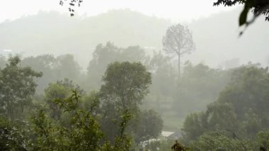 Tropikal yeşil ormanda şiddetli yağmur yağıyor. Hindistan, Himachal Pradesh, Mandi 'nin bereketli kucağına adım atın. Muson mevsiminin tropikal yeşil ormanlara sel gibi aktığı yere.. 