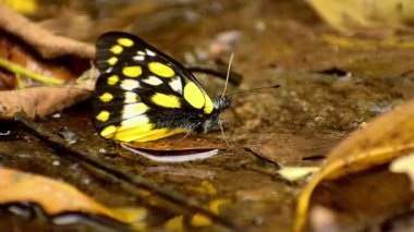 Hill Jezebel Kelebeği (Delias belladonna) yaz mevsiminde doğal ortamlarında gündüz su birikintisi oluşturur.