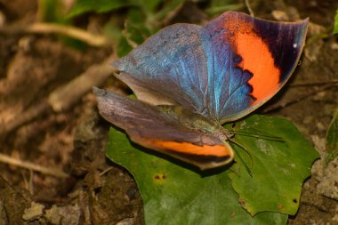 Bu görüntü turuncu meşe yaprağı kelebeğini (Kallima inachus) ender bir açık kanat anında yakalar ve gün ışığında orman zemininden mineralleri emer..
