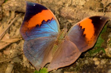 Canlı bir turuncu meşe yaprağı kelebeği (Kallima inachus), yaz mevsiminde güneşli orman topraklarında su birikintisi yaparken kanatları tamamen açık olarak görülür..