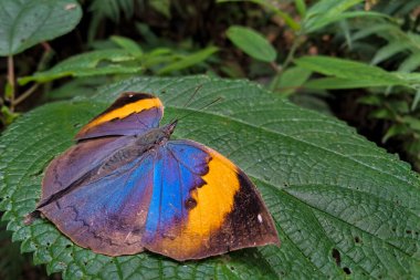 Parlak bir turuncu meşe yaprağı kelebeği (Kallima inachus) yaz mevsiminde bereketli yeşil bir yaprağa tüneyerek kanatlarını açar..