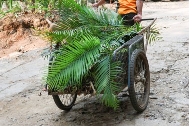 Bir bahçıvanın yaprak ve dal dolu arabası bahçedeki yaprak otlarını temizler. Bahçeyi süslemek ve güzel görünmek için.