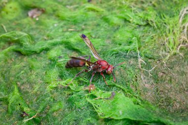 Turuncu eşekarısını güzel, susamış bir gözle kapat. Kayalardaki yosunlardan nemi emiyor. Yazın nehir kenarında.