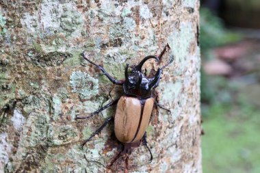 Tayland 'ın Chiang Mai şehrinde kış boyunca bir ağaca tünemiş büyük siyah beş boynuzlu bir böceğin başını seçici bir şekilde odaklayın.