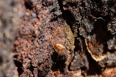 Seçici odak, pupa sabah doğal bir ağaç gövdesinin yanındaki dairesel ağa sarılmış..