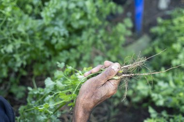 Tayland 'daki tarım arazilerinde verimli bir şekilde büyüyen kişniş bahçesinin arka planında yaşlı bir bahçıvanın ellerinde seçici odaklı kişniş kökü.