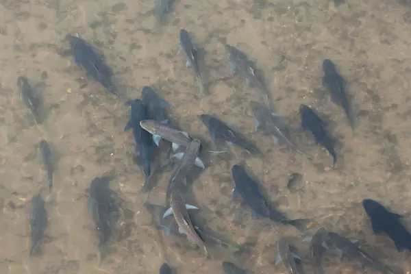 High-angle view of big fish in a rich river Fish from natural water sources in Thailand