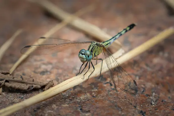 A dragonfly with beautiful round blue eyes and a yellow body with a beautiful pattern sits on a dry branch in the forest in Thailand.