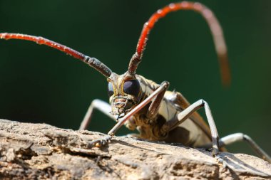 Tayland 'daki Baocera rubus böceği, durian ağaçlarını ve diğer meyveleri saplarını delip geçen bir böcektir. Güzel böcekler olmalarına rağmen meyve bahçeleri için tehlikelidirler..