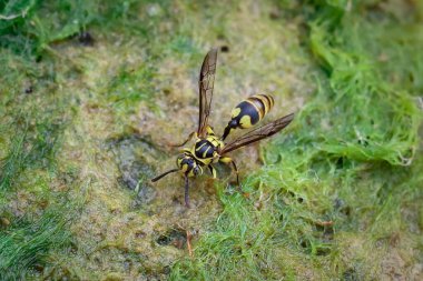 Güzel, susamış bir gözle sarı eşekarısını kapat. Kayalardaki yosunlardan nemi emiyor. Yazın nehir kenarında.