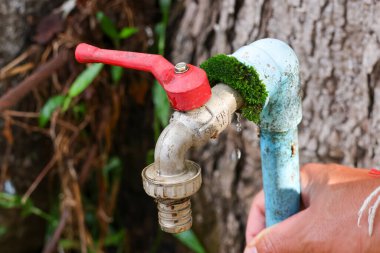 Seçici odak: Yeşil yosun musluğun tabanına yapışır ve nem nedeniyle paslanmaz.