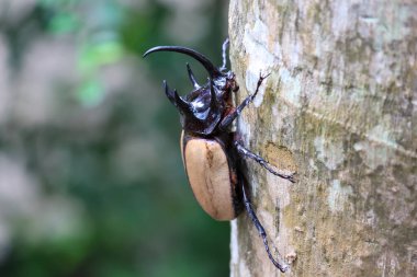 Tayland 'ın Chiang Mai şehrinde kış boyunca bir ağaca tünemiş büyük siyah beş boynuzlu bir böceğin başını seçici bir şekilde odaklayın.