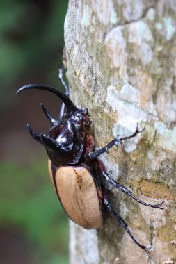 Tayland 'ın Chiang Mai şehrinde kış boyunca bir ağaca tünemiş büyük siyah beş boynuzlu bir böceğin başını seçici bir şekilde odaklayın.