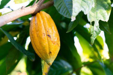 seçici odak noktası büyük sarı kakao meyvesi, güzel cilt, dokusuna bak, Tayland 'daki tarım alanlarında doğal arka plan