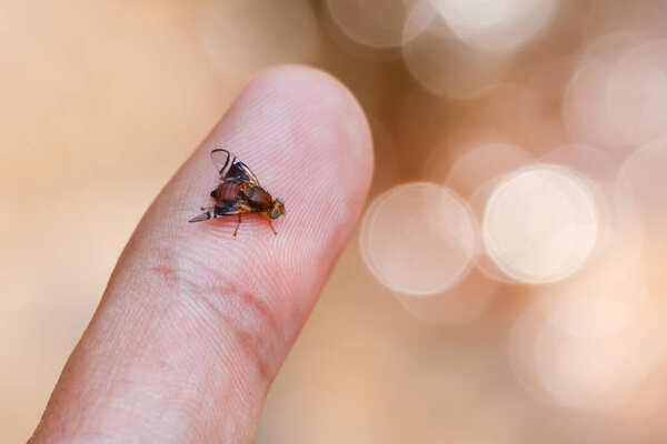 Close-up of a wild fly on the hand Wild flies have beautiful colors in their eyes. beautiful and cute