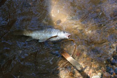 Berrak bir nehirdeki seçici odak balığı orman köylüleri tarafından bol miktarda doğal su kaynaklarıyla yakalandı.