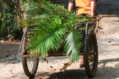 Bir bahçıvanın yaprak ve dal dolu arabası bahçedeki yaprak otlarını temizler. Bahçeyi süslemek ve güzel görünmek için.