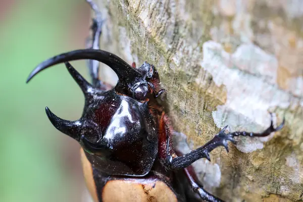 Tayland 'ın Chiang Mai şehrinde kış boyunca bir ağaca tünemiş büyük siyah beş boynuzlu bir böceğin başını seçici bir şekilde odaklayın.