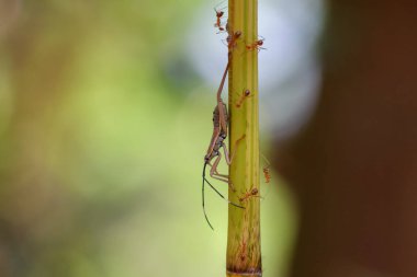 Seçici odak noktası bambu dalında oturan garip görünüşlü bir böcek bir grup kırmızı karınca tarafından saldırıya uğruyor. Büyük kavramı ne kadar büyük olursa olsun, küçük ve uyumlu olan için kaybolacaktır..