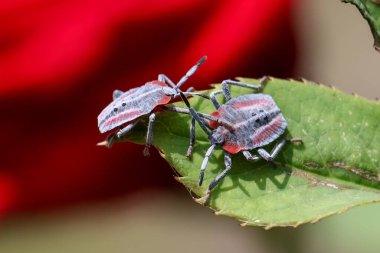 Kırmızı bir gül ağacının üzerinde oturan ve güçlü kokulu bezeleri olan Pentatomoidesler çiçek bahçelerinde terör estiriyor..