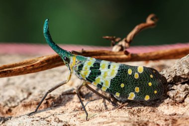 Seçici odak noktası Fulgoridae, sıra dışı görünen güzel desenlere sahip renkli böcekler. Yüzü şirin ve uzun bir gövdesi var. Tayland 'da ormandaki bir dala tünemiş.