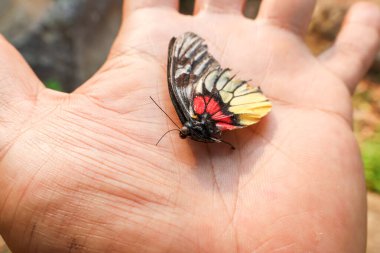Ölü bir kelebeğin kanatları elinde duruyor. Güzel kelebeklerin ömrü kısadır.